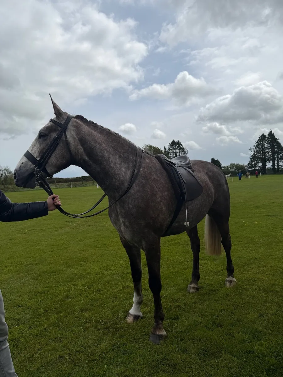 Homebred 4yo Purebred RID Gelding - Image 2