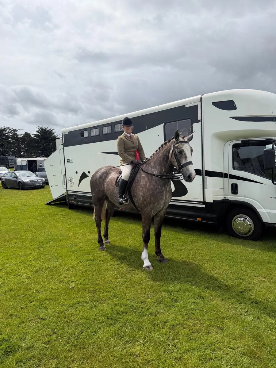 Homebred 4yo Purebred RID Gelding - Image 3