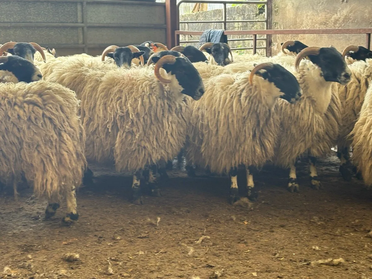 Perth hoggets - Image 3