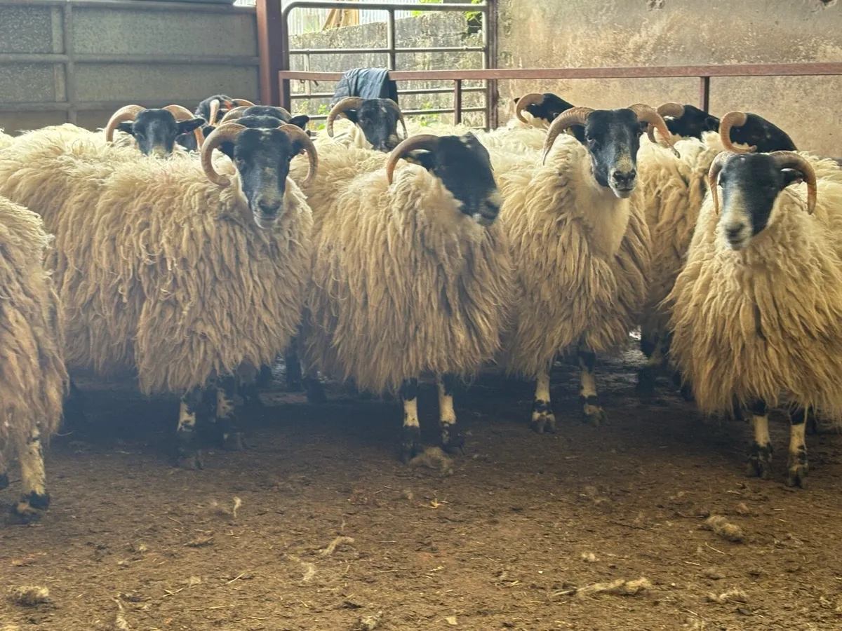 Perth hoggets - Image 2