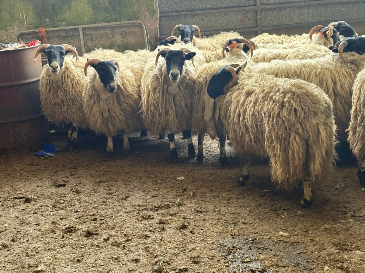 Perth hoggets - Image 4