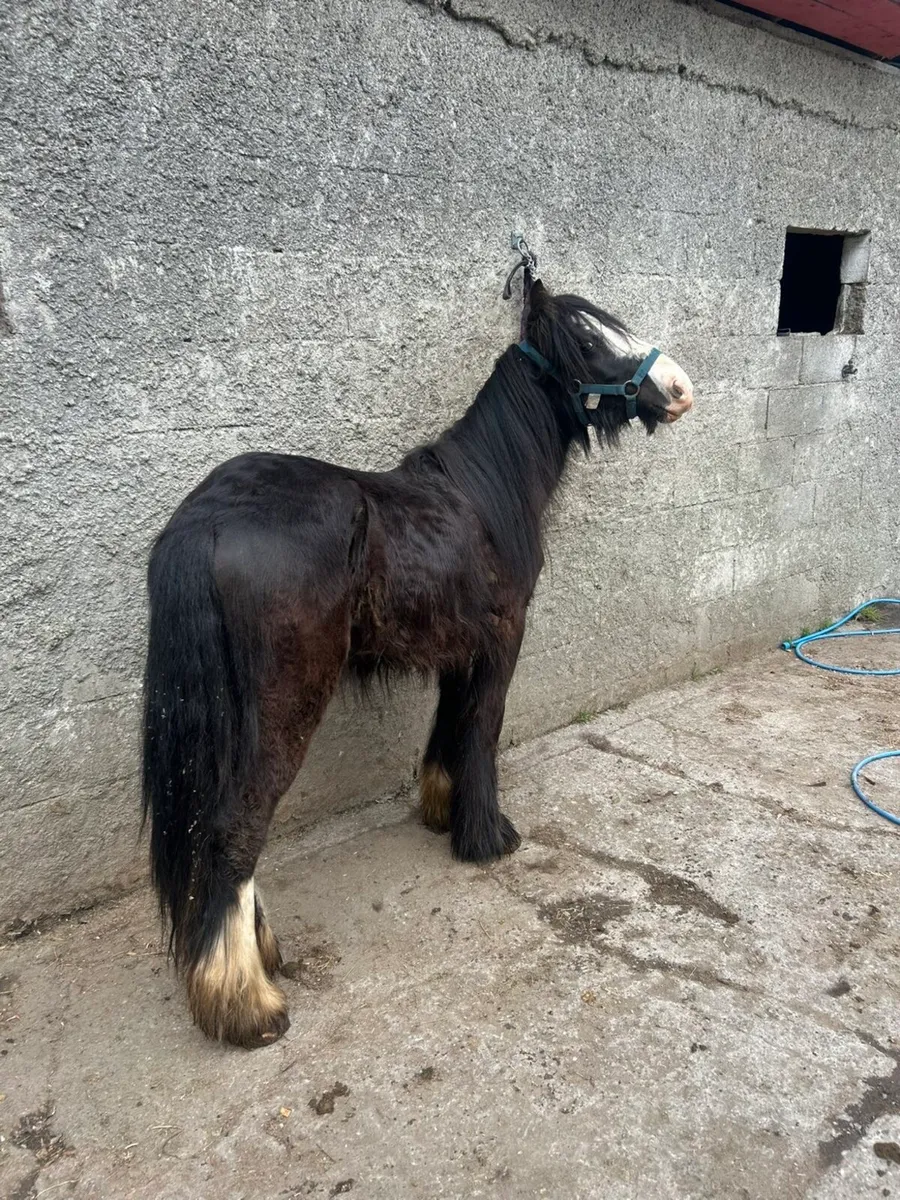 Horses - Image 2