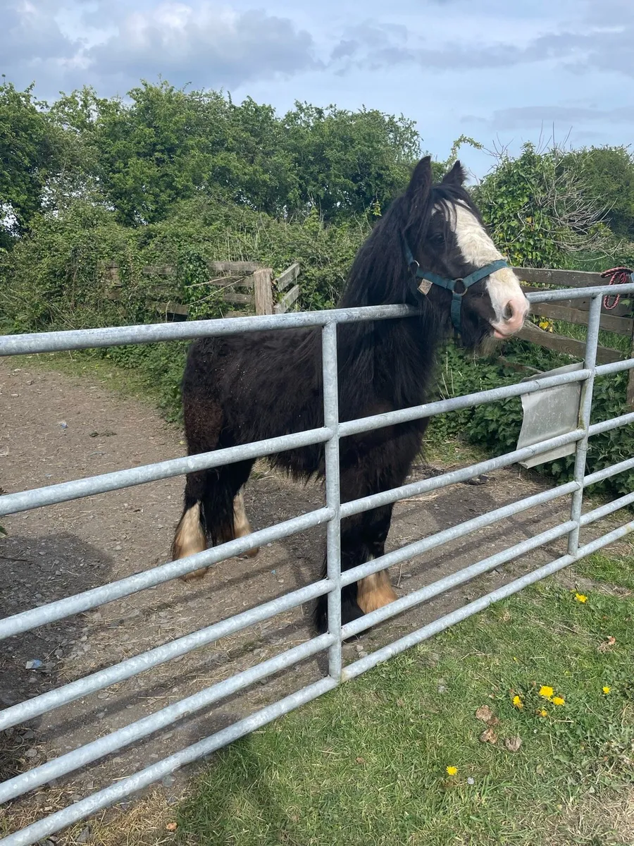 Horses - Image 4