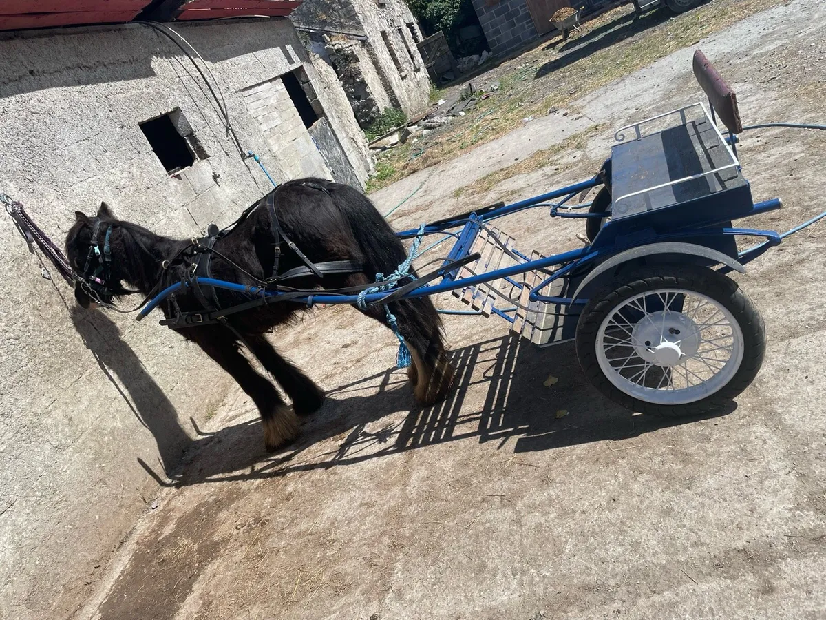 Horses - Image 3