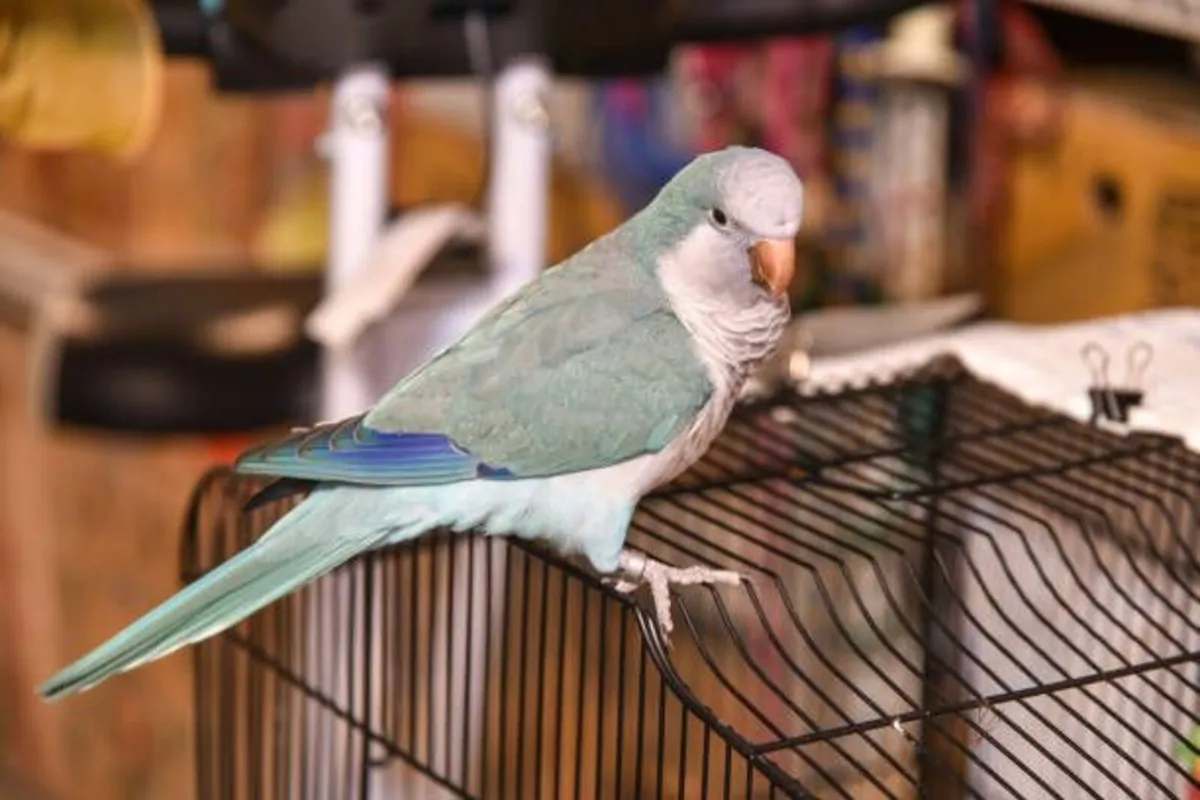 Talking Blue Monk Parakeet for Sale - Image 2