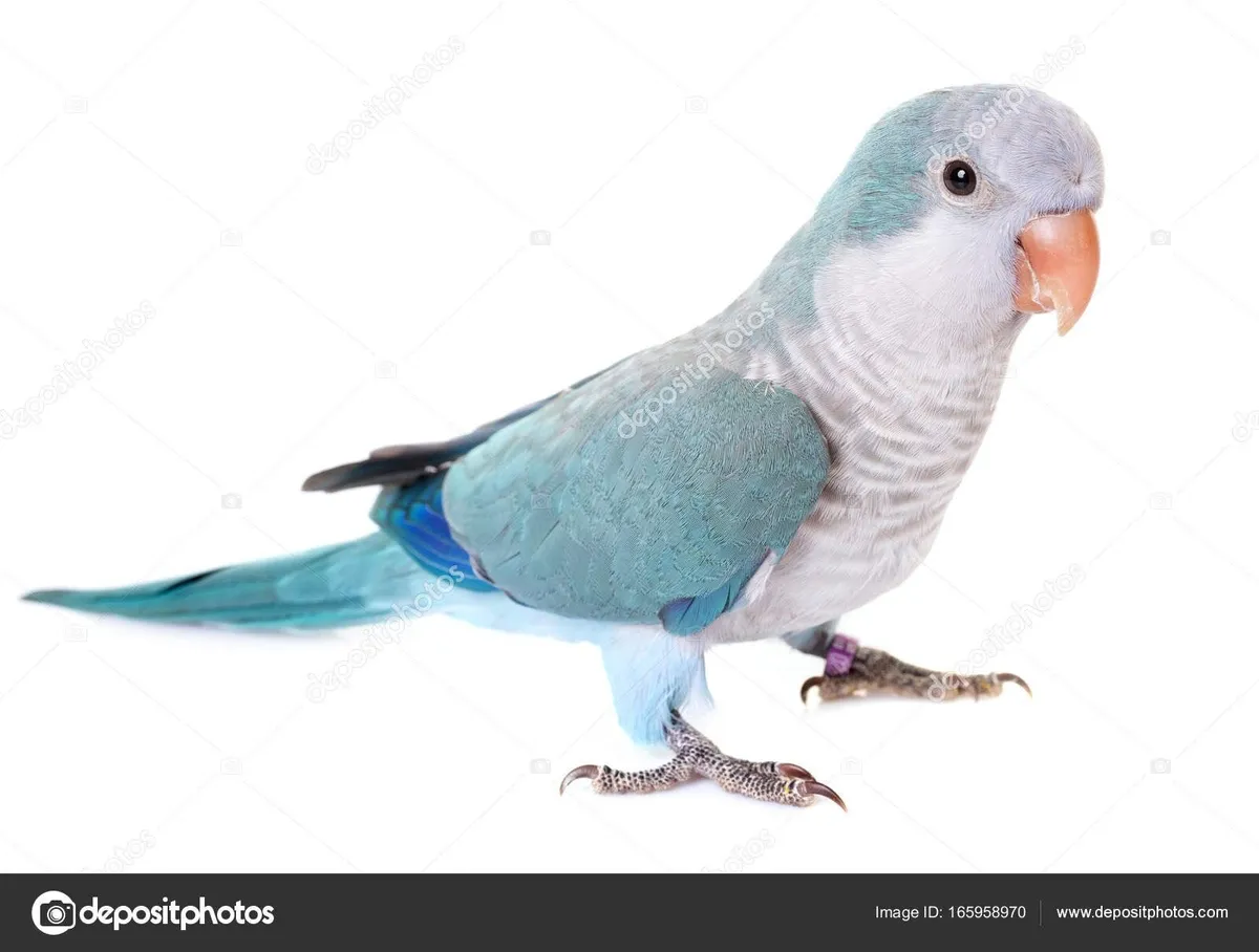 Talking Blue Monk Parakeet for Sale - Image 3