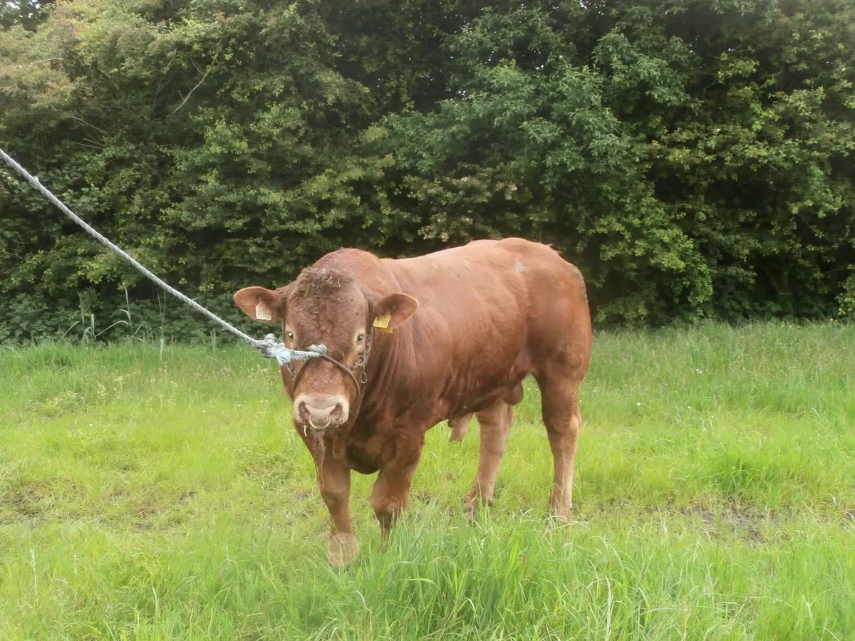 bull - Image 2