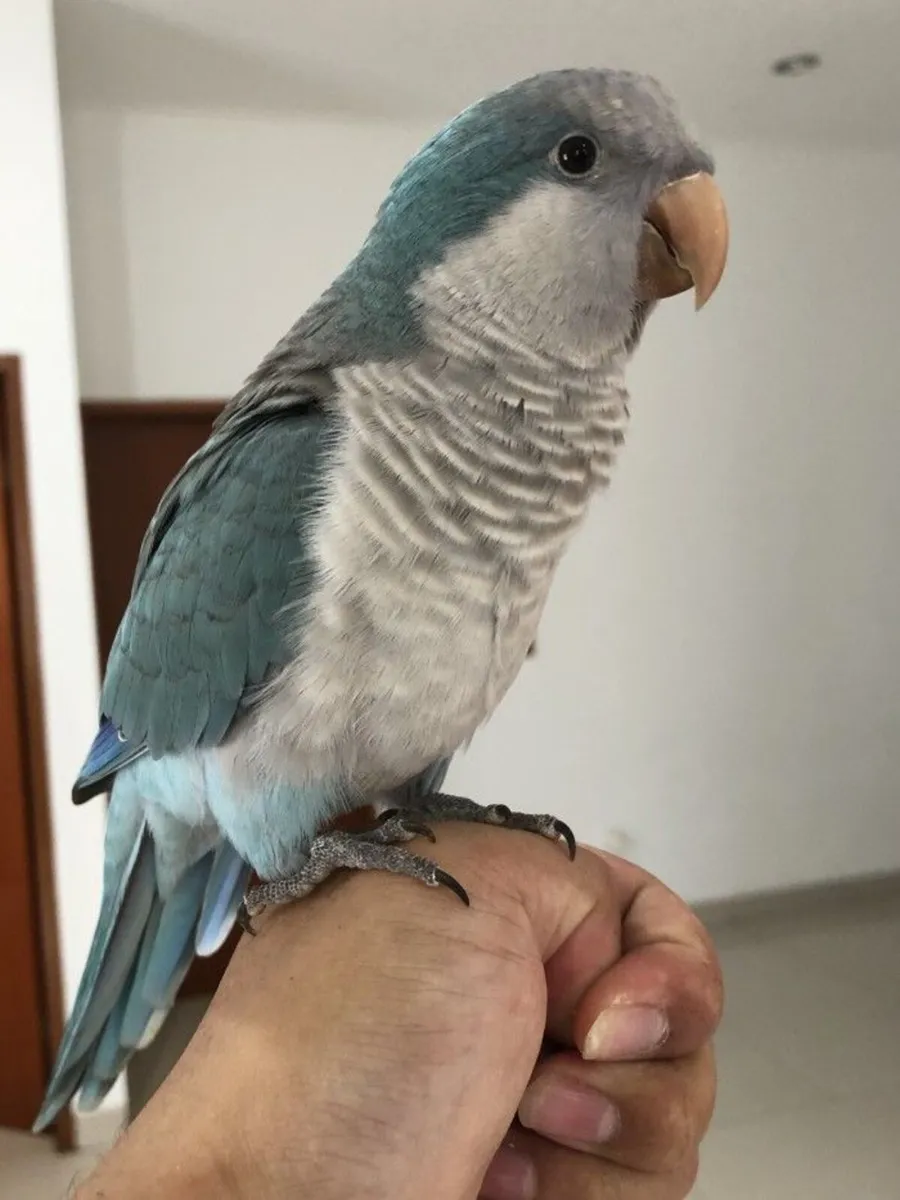 Talking Blue Monk Parakeet for Sale - Image 1