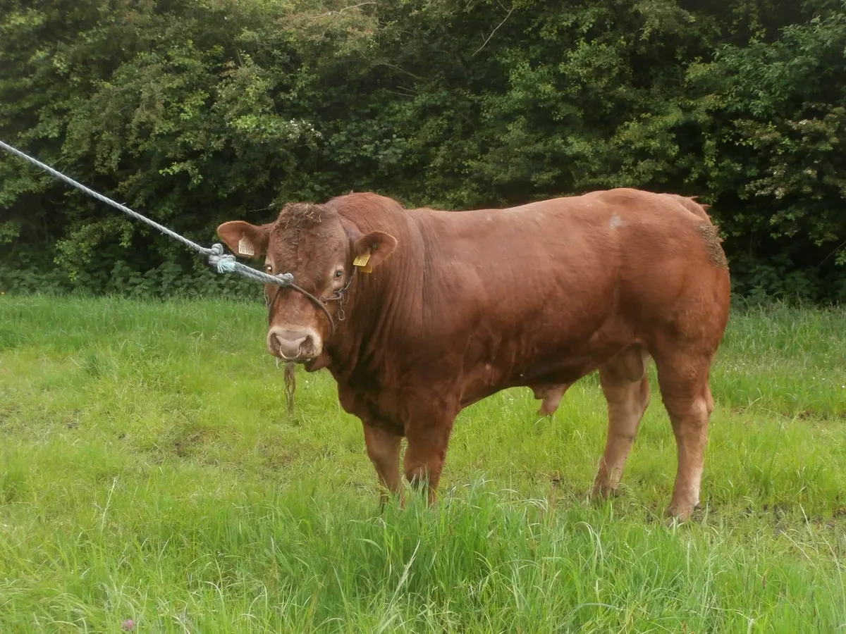 bull - Image 3
