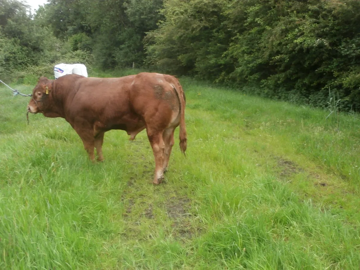 bull - Image 4