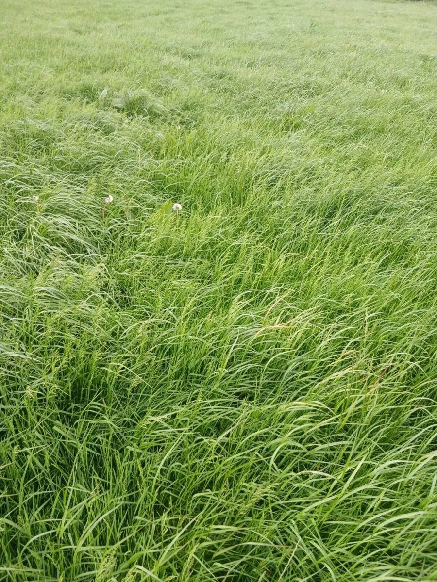 Meadow for sale - Image 1