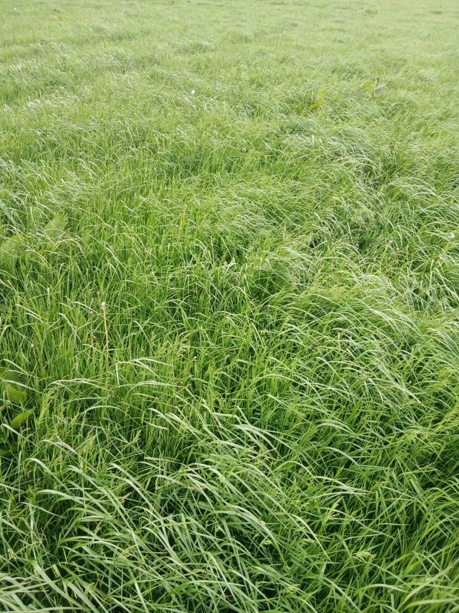 Meadow for sale - Image 2