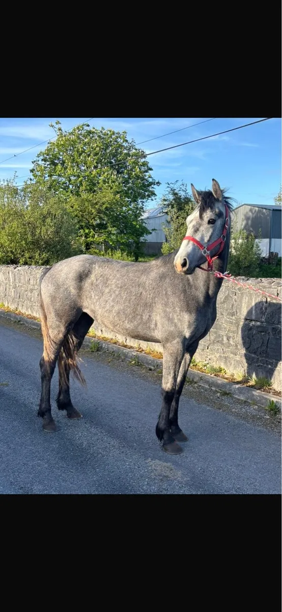 Connemara Filly - Image 3