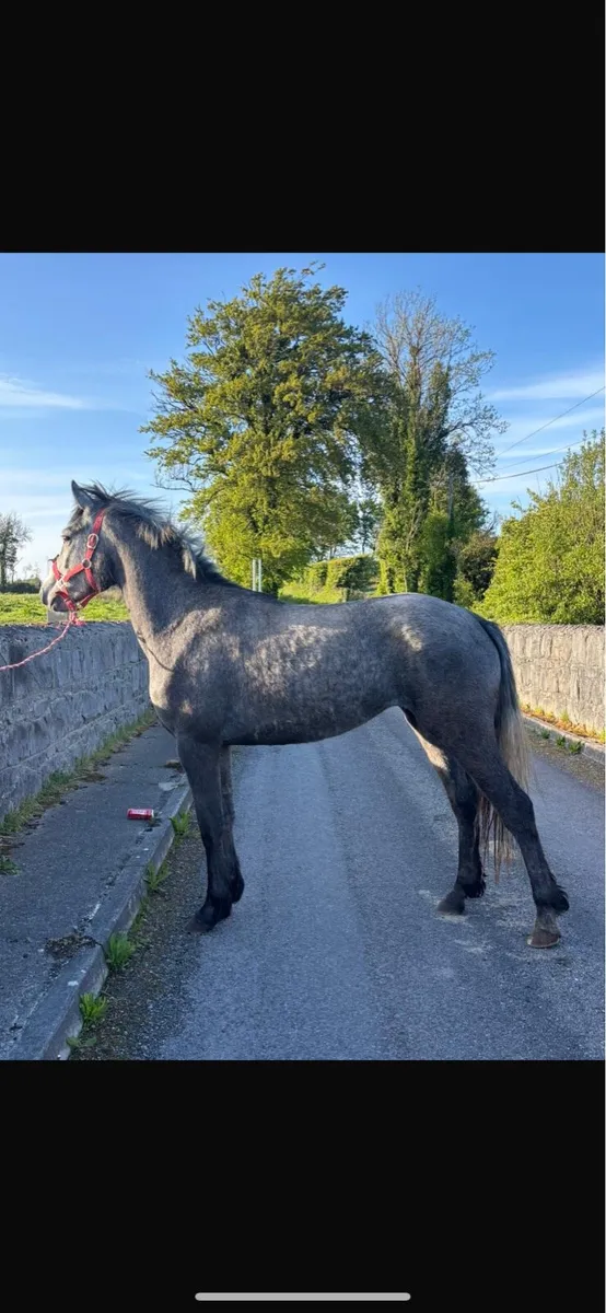 Connemara Filly - Image 4