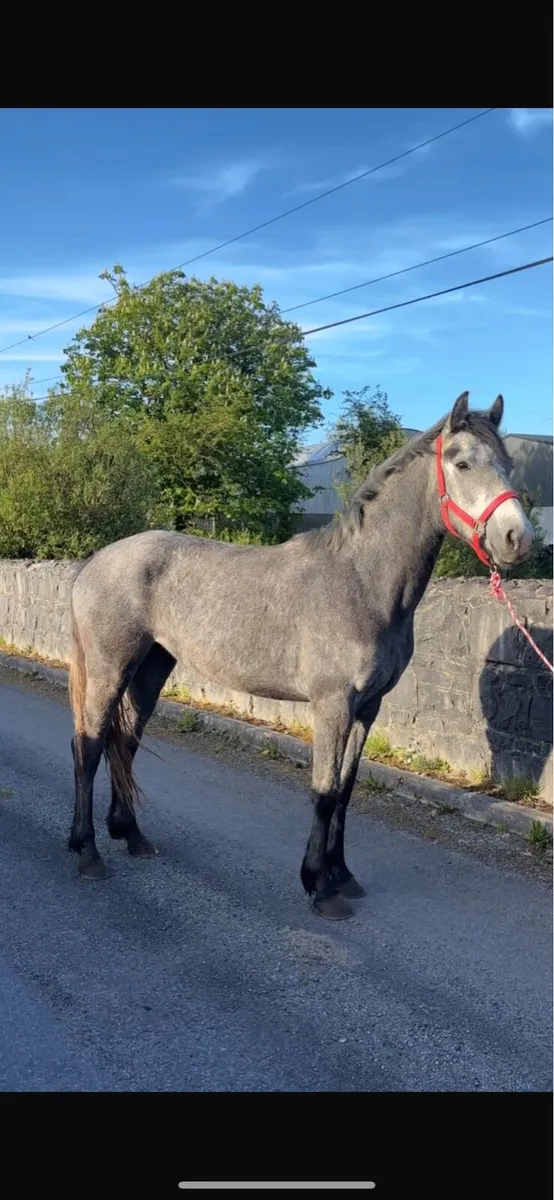 Connemara Filly - Image 1