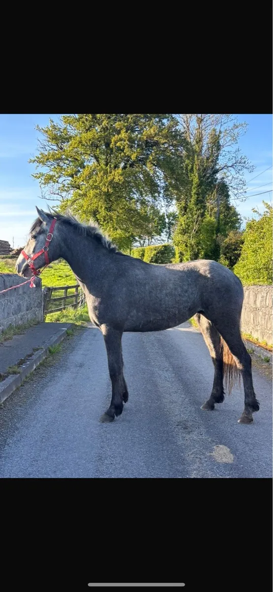Connemara Filly - Image 2