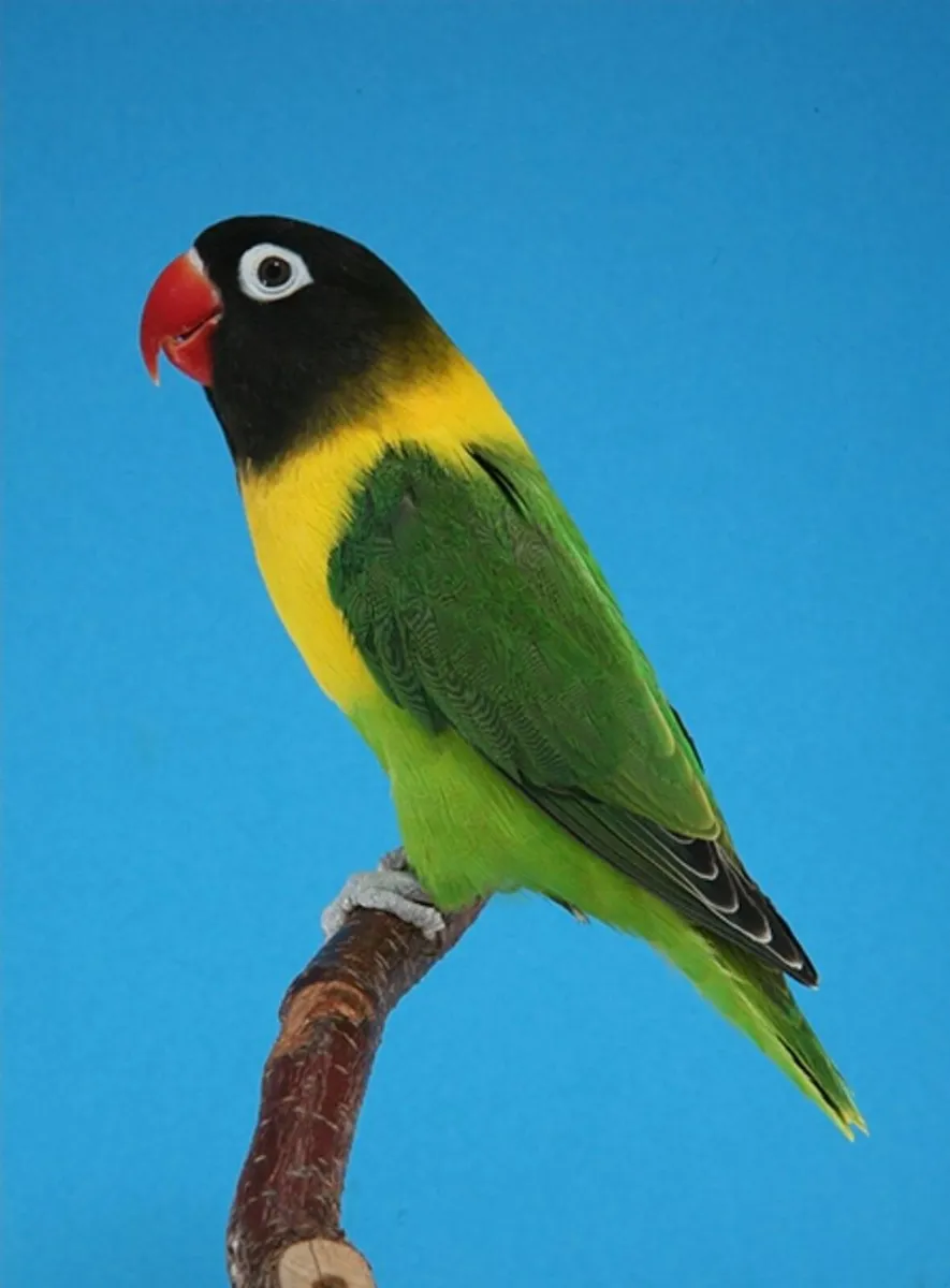 Agapornis Personatus AKA Masked Lovebird for sale - Image 1