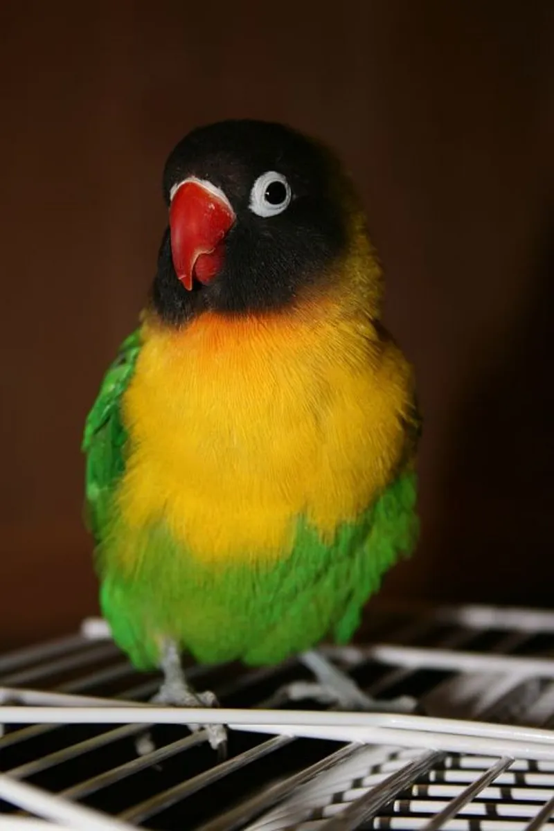 Agapornis Personatus AKA Masked Lovebird for sale - Image 2