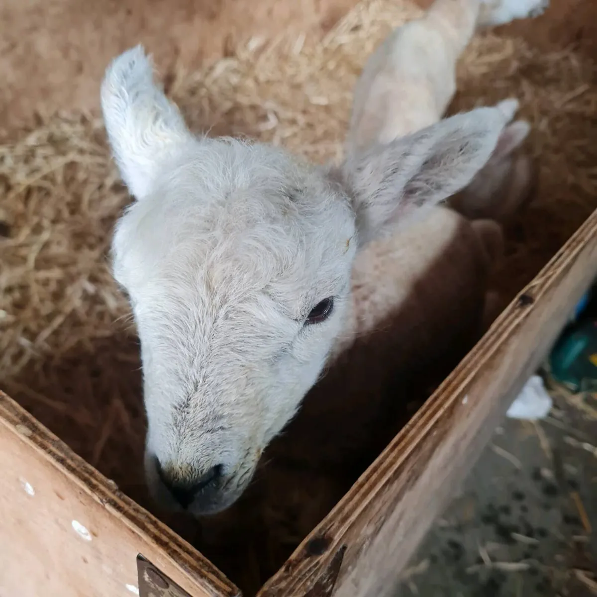 Pet/Foster Lambs - Image 4