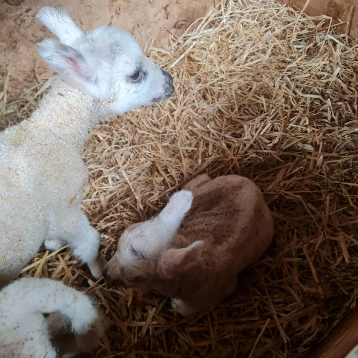 Pet/Foster Lambs - Image 1