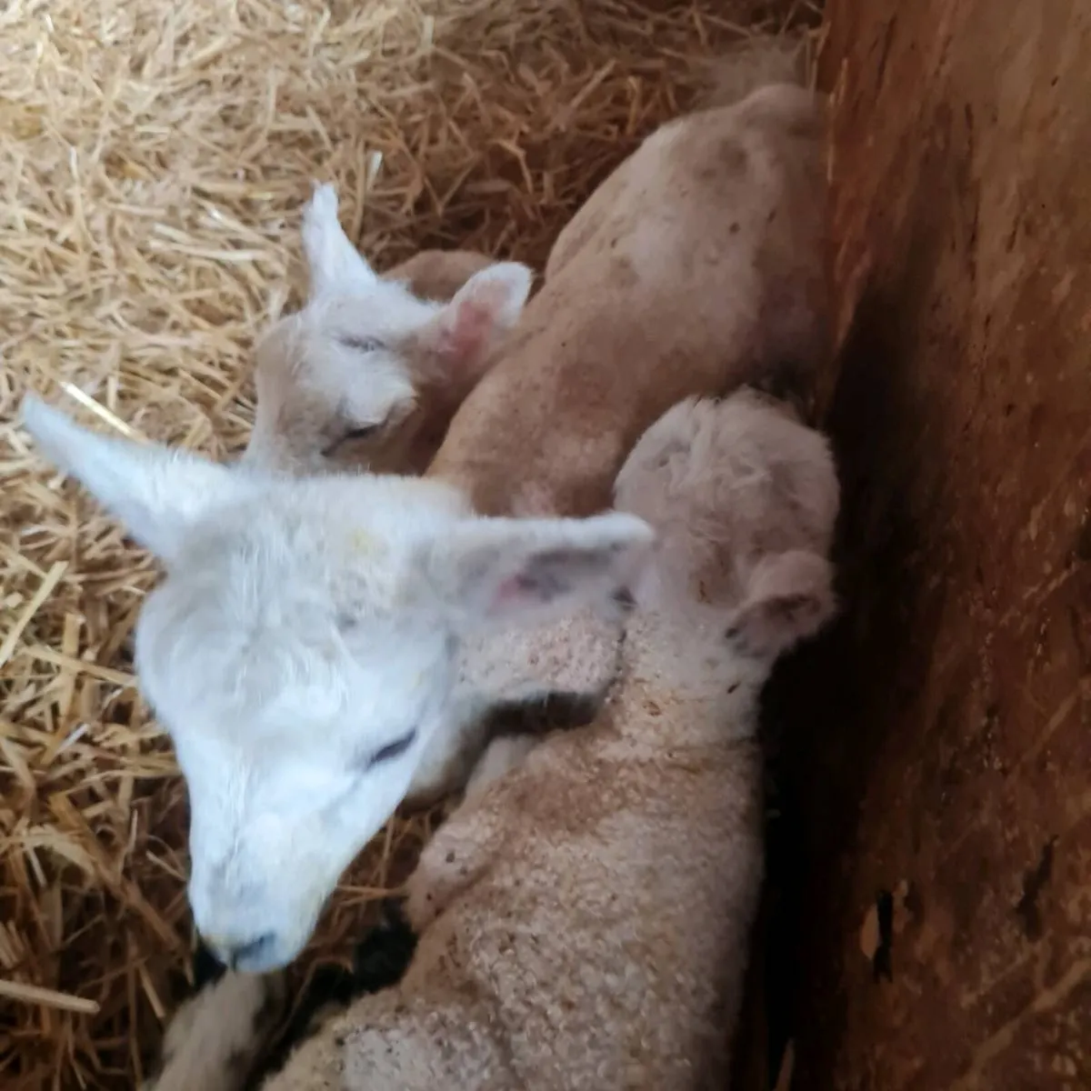 Pet/Foster Lambs - Image 2
