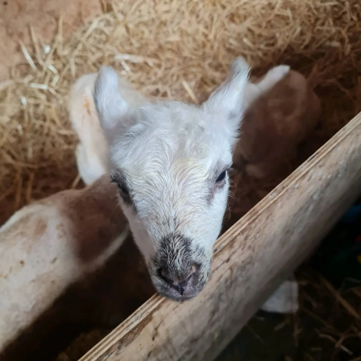 Pet/Foster Lambs - Image 3