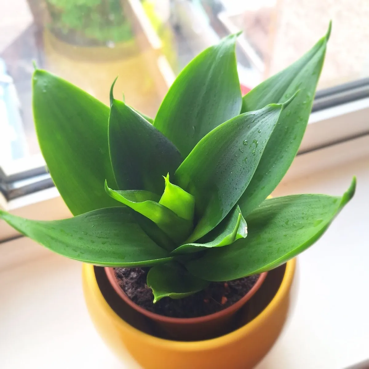 "Jade" Snake Plant + Yellow Ceramic Pot. Home-grow - Image 1