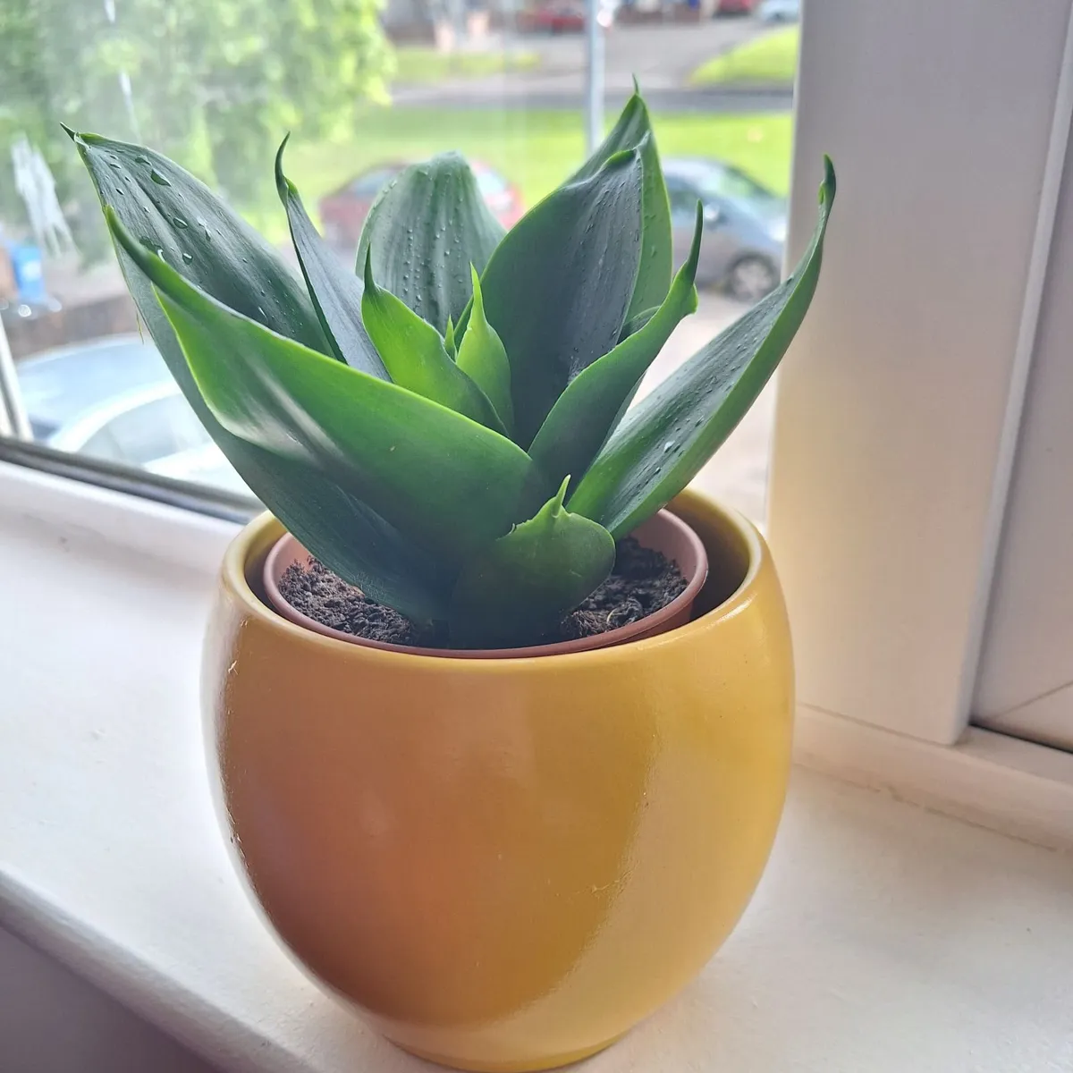 "Jade" Snake Plant + Yellow Ceramic Pot. Home-grow - Image 2