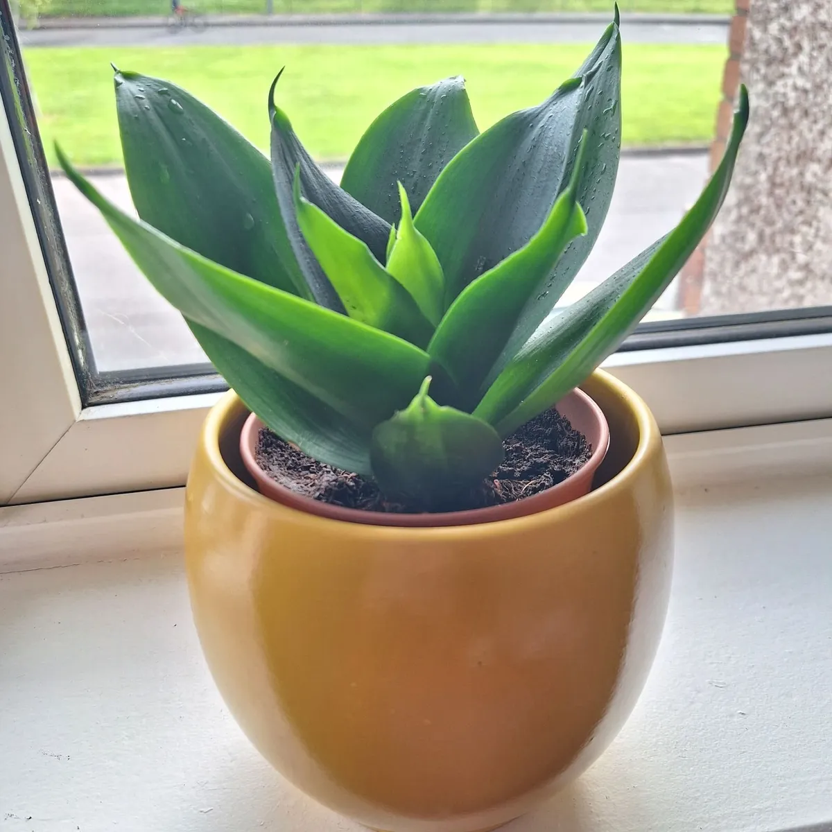 "Jade" Snake Plant + Yellow Ceramic Pot. Home-grow - Image 3