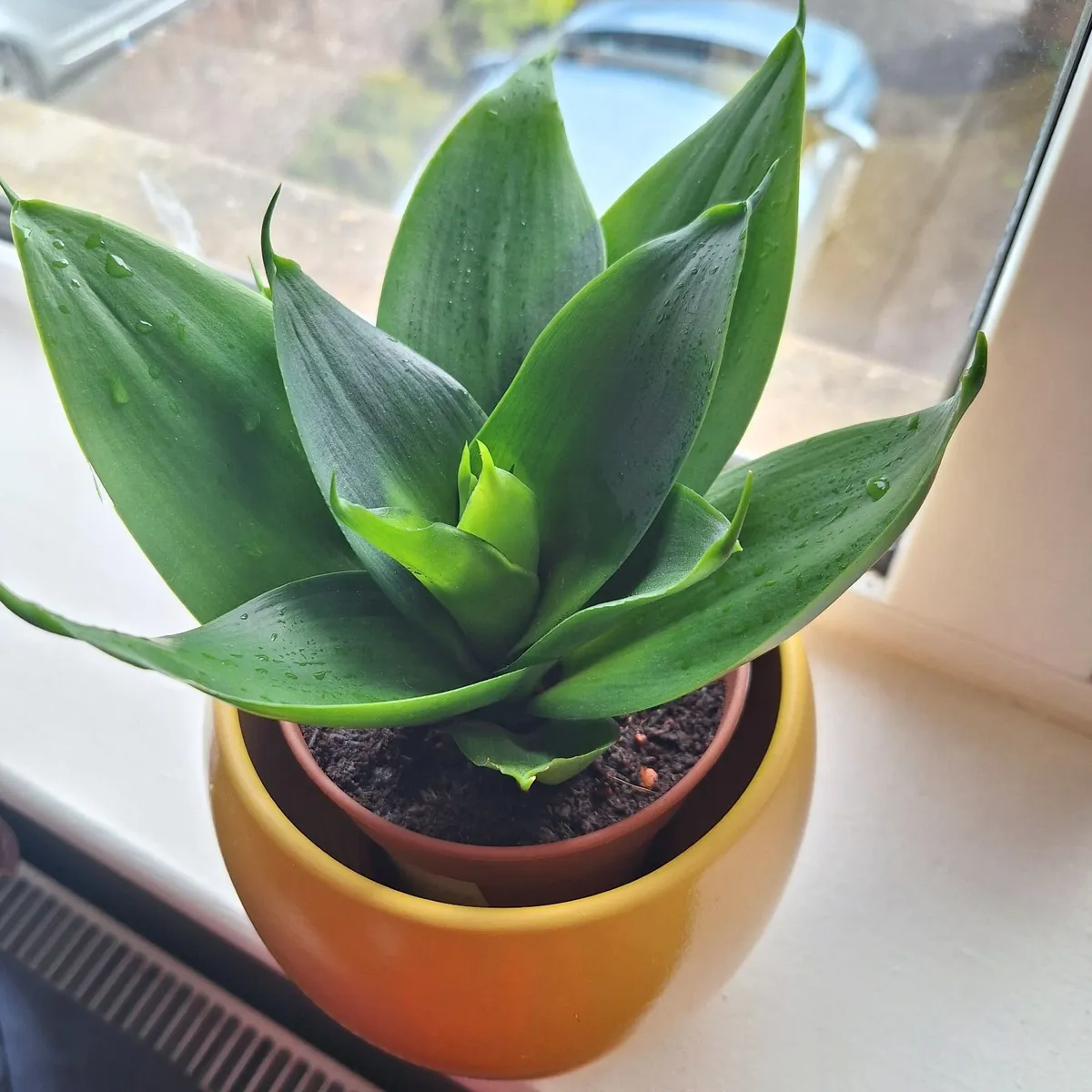 "Jade" Snake Plant + Yellow Ceramic Pot. Home-grow - Image 4