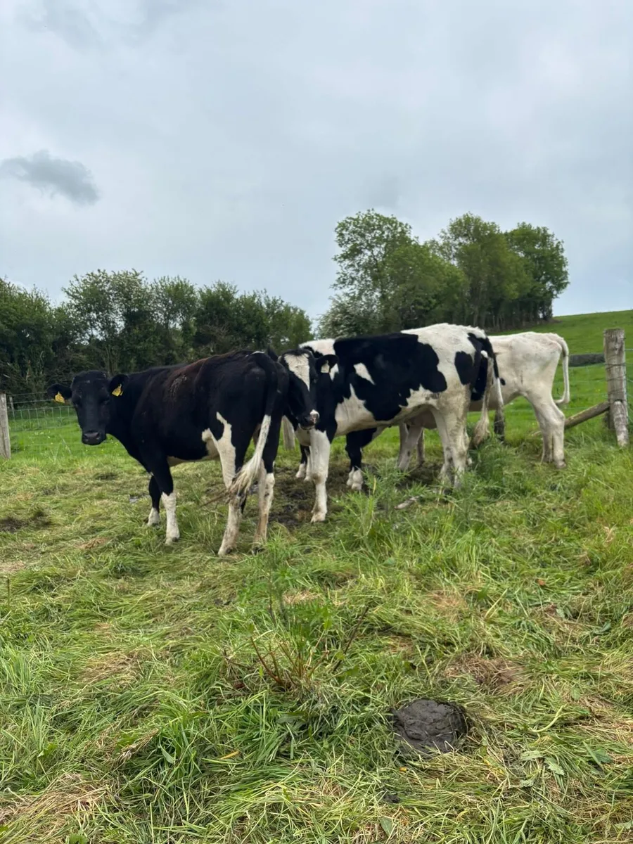 5 heifers - Image 2