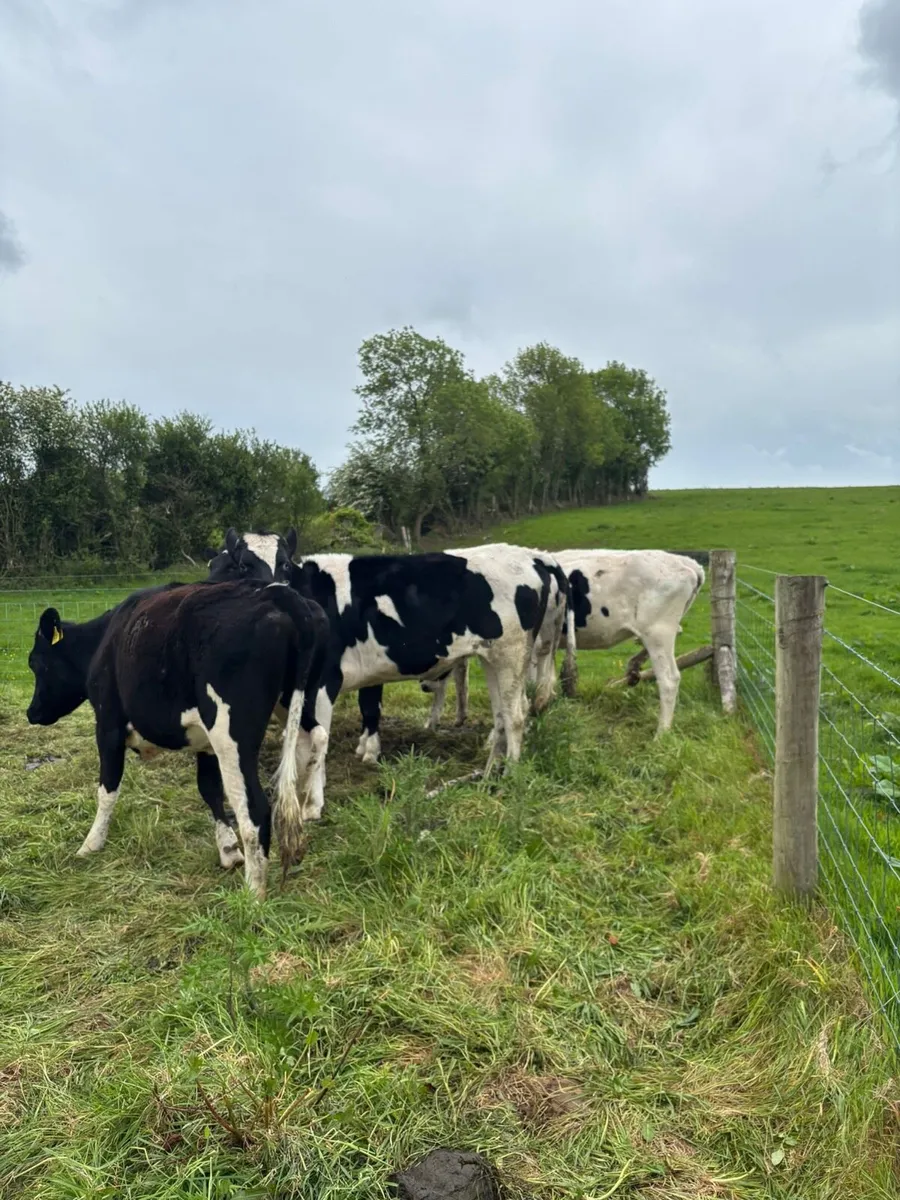 5 heifers - Image 3
