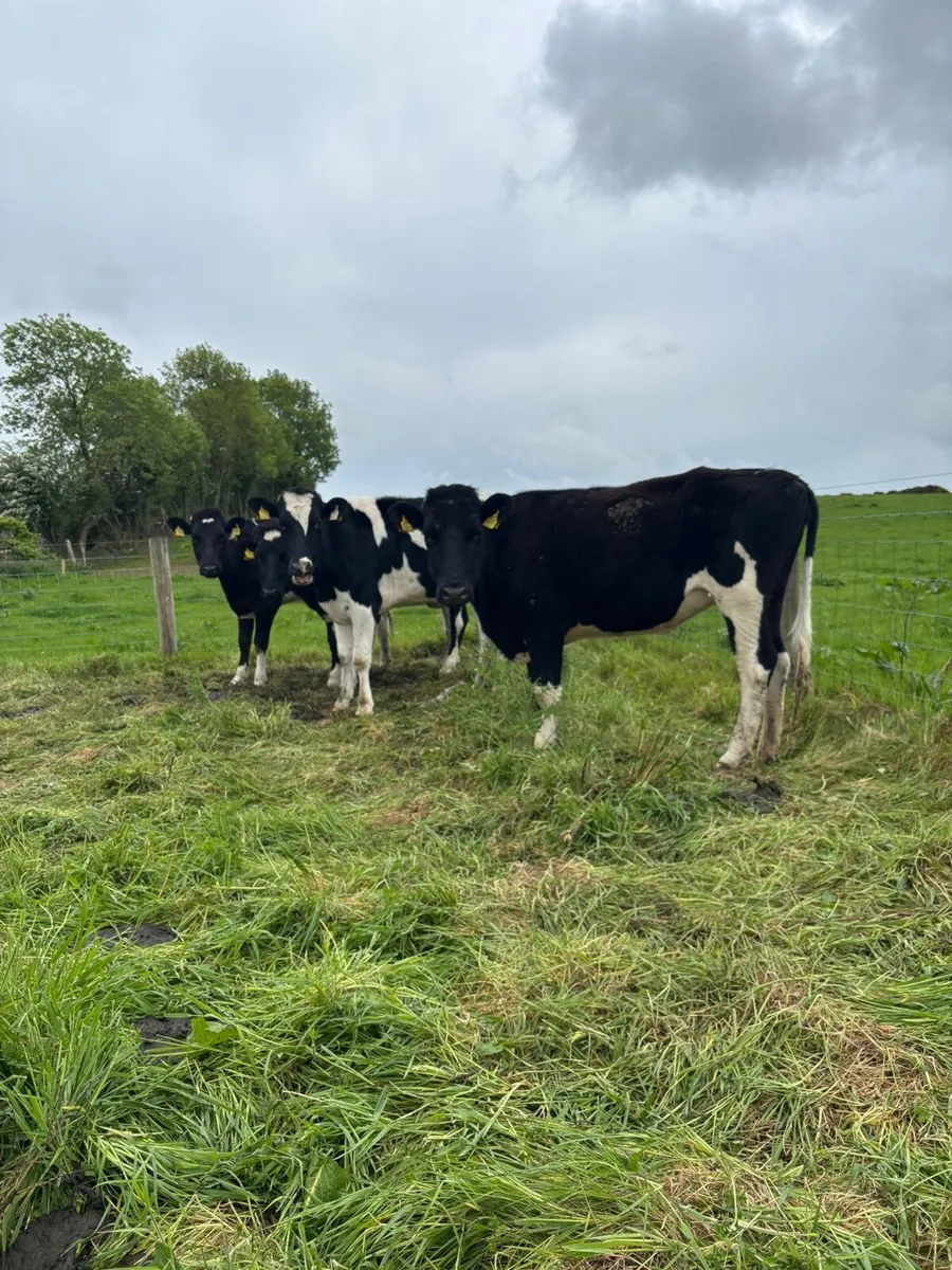 5 heifers - Image 4