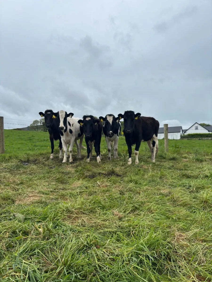 5 heifers - Image 1