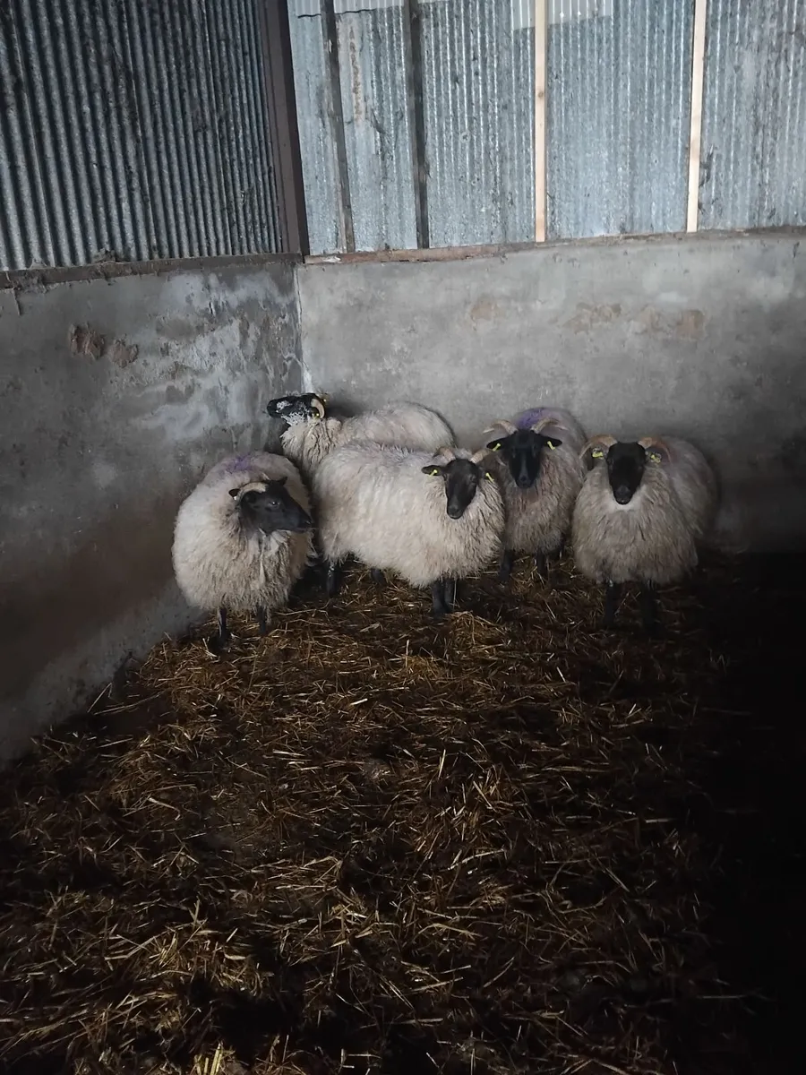 5  Horned Ewe Hoggots 50kg + - Image 1