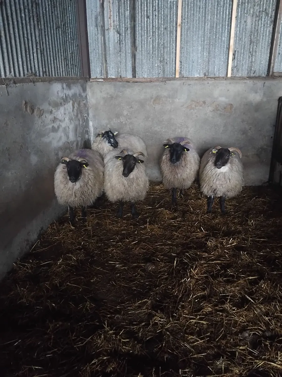 5  Horned Ewe Hoggots 50kg + - Image 2