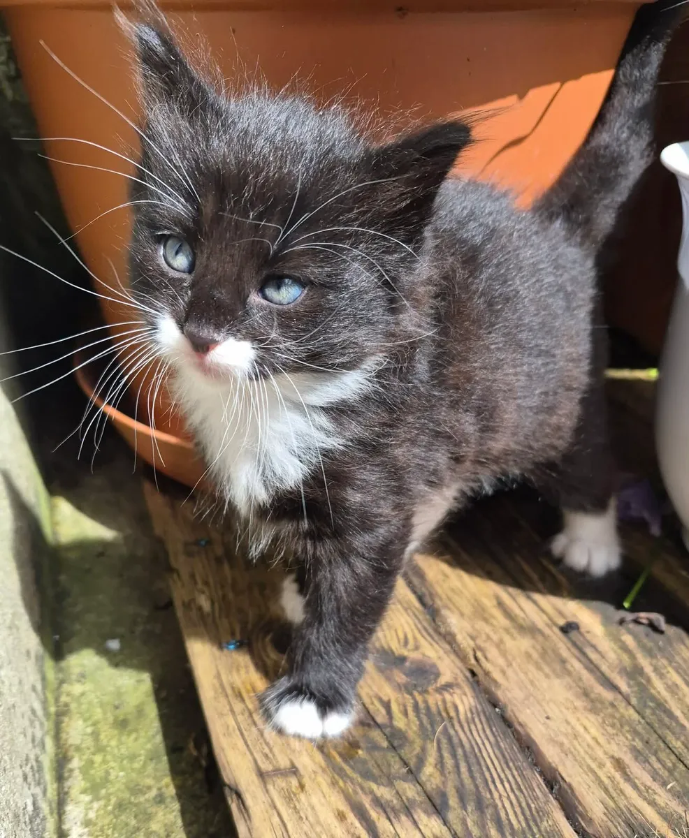 Kittens - Image 2