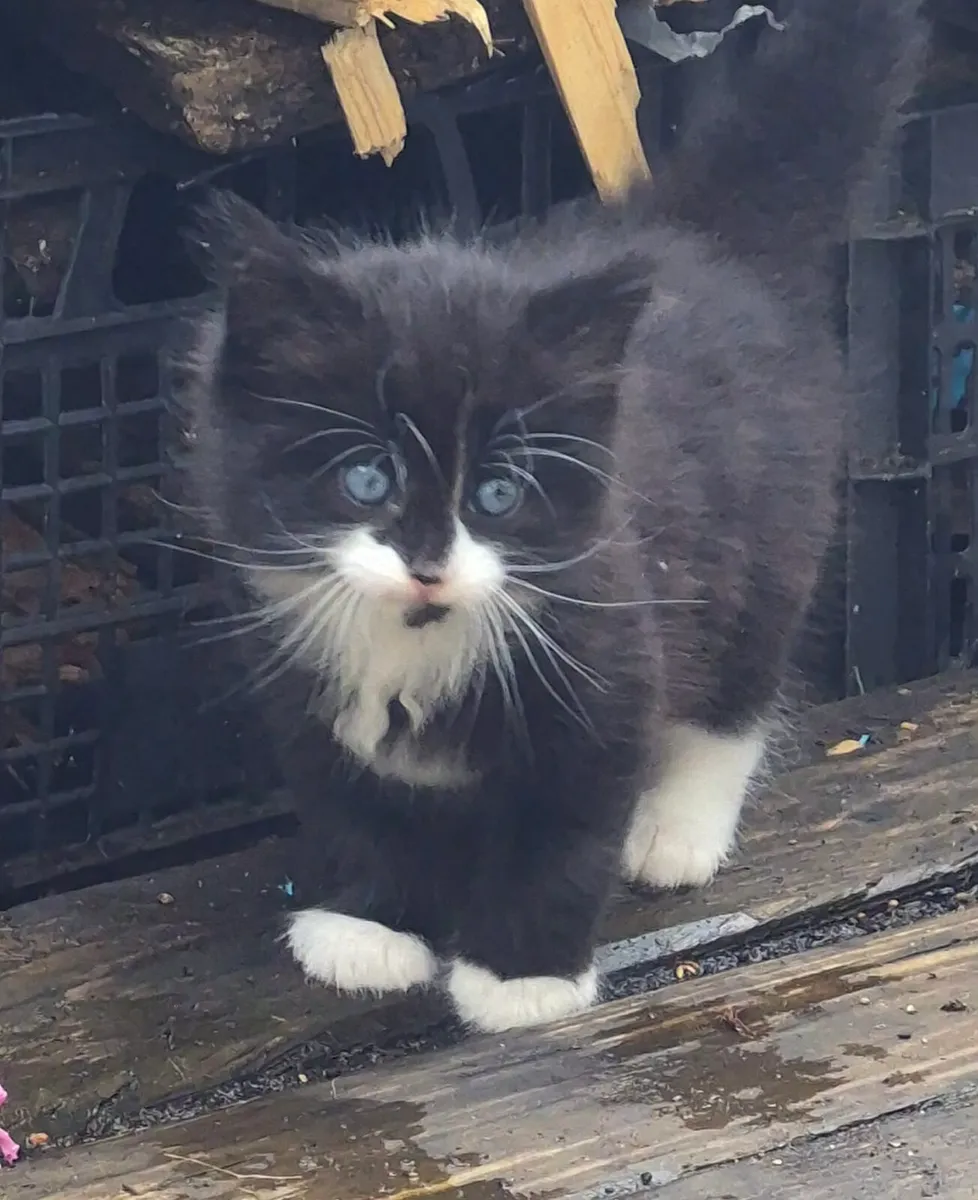 Kittens - Image 3