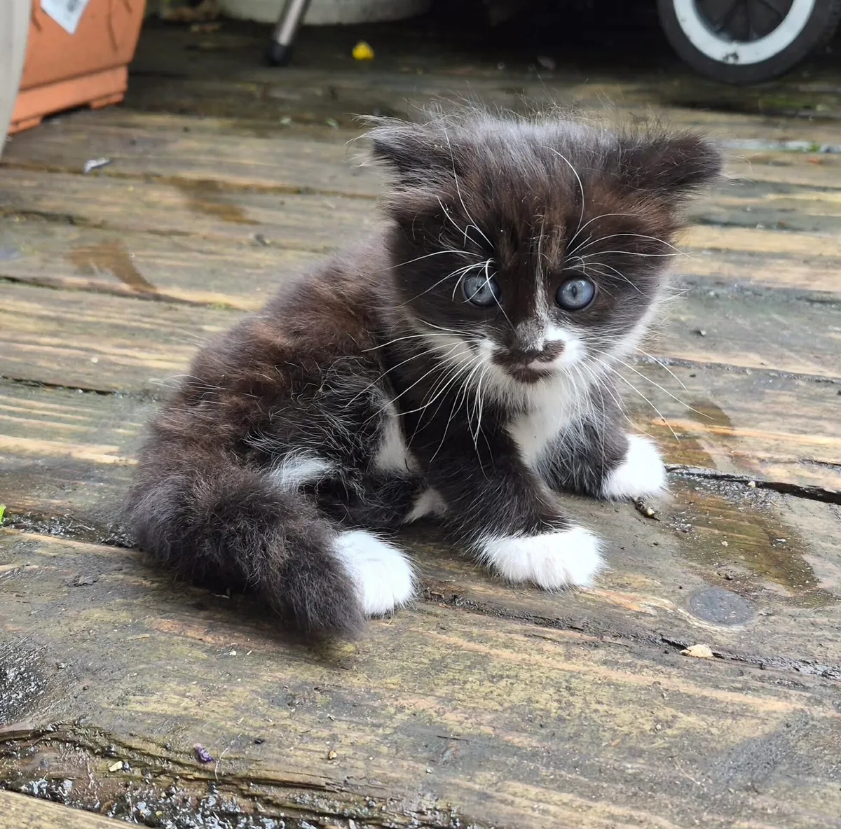 Kittens - Image 4
