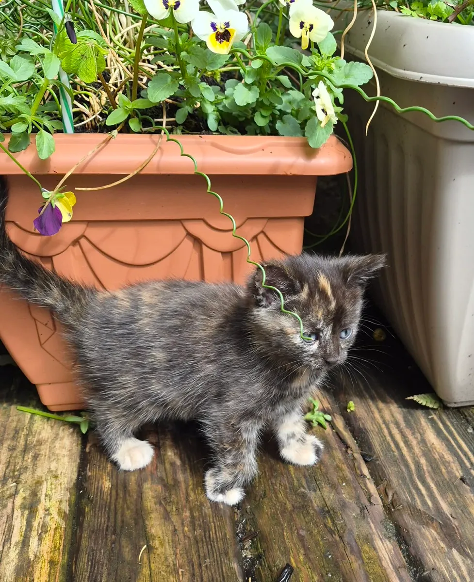 Kitten