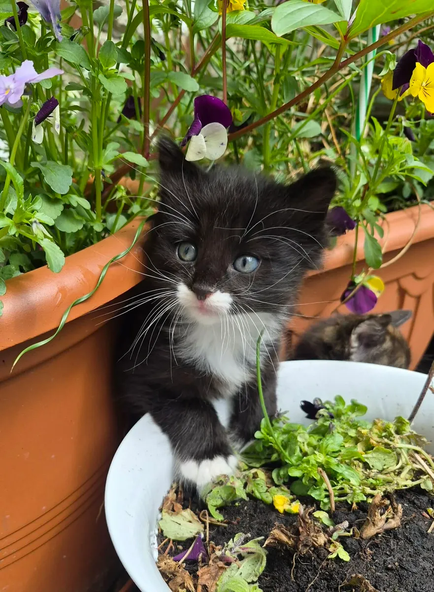 Kittens - Image 1