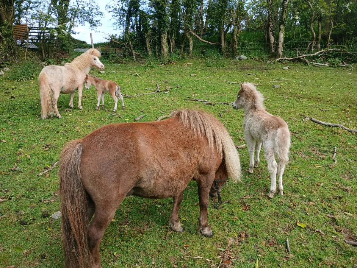 Minature mare and foal - Image 1