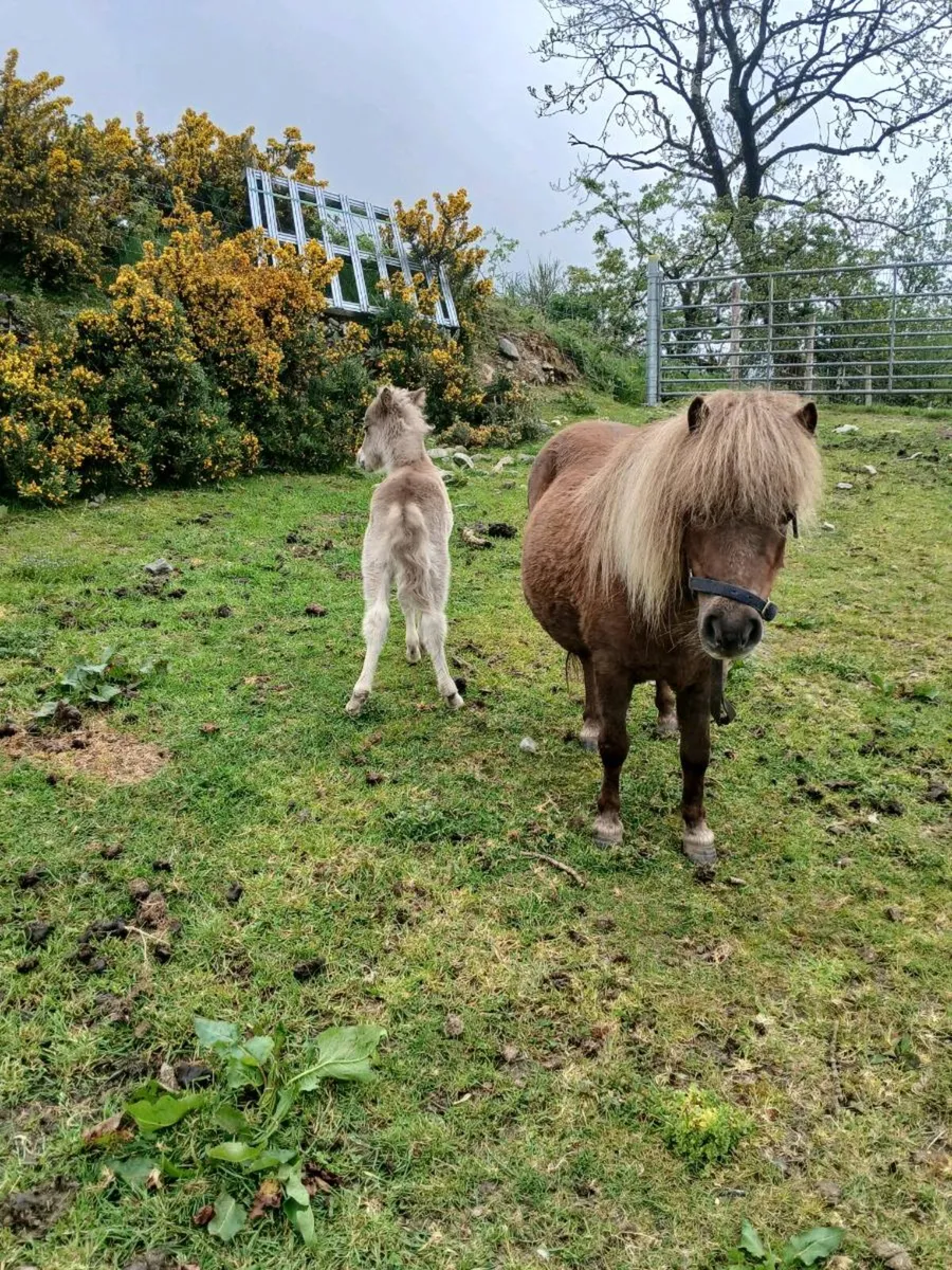 Minature mare and foal - Image 3