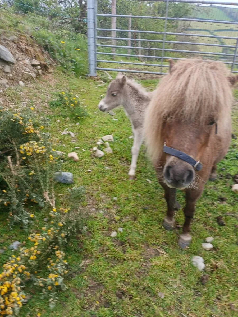 Minature mare and foal - Image 4