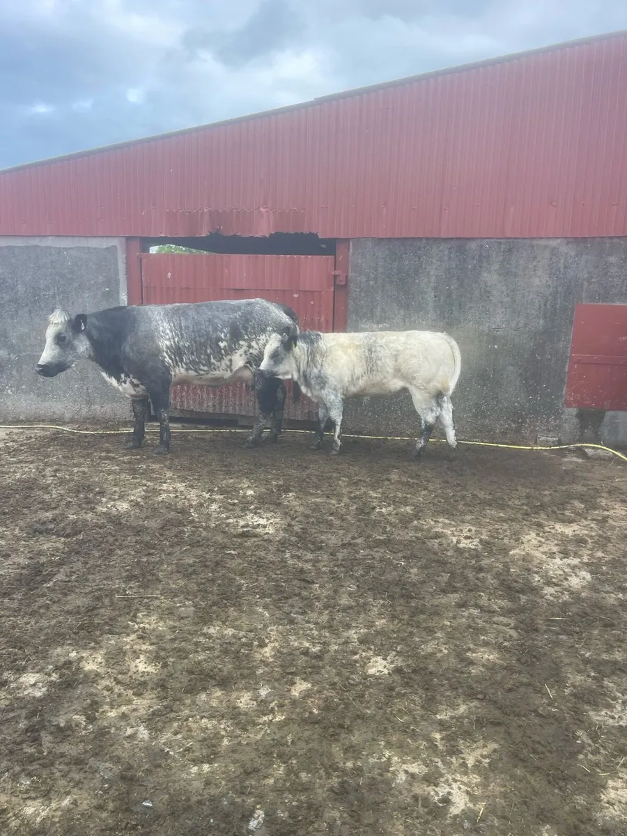 Cow - Image 3