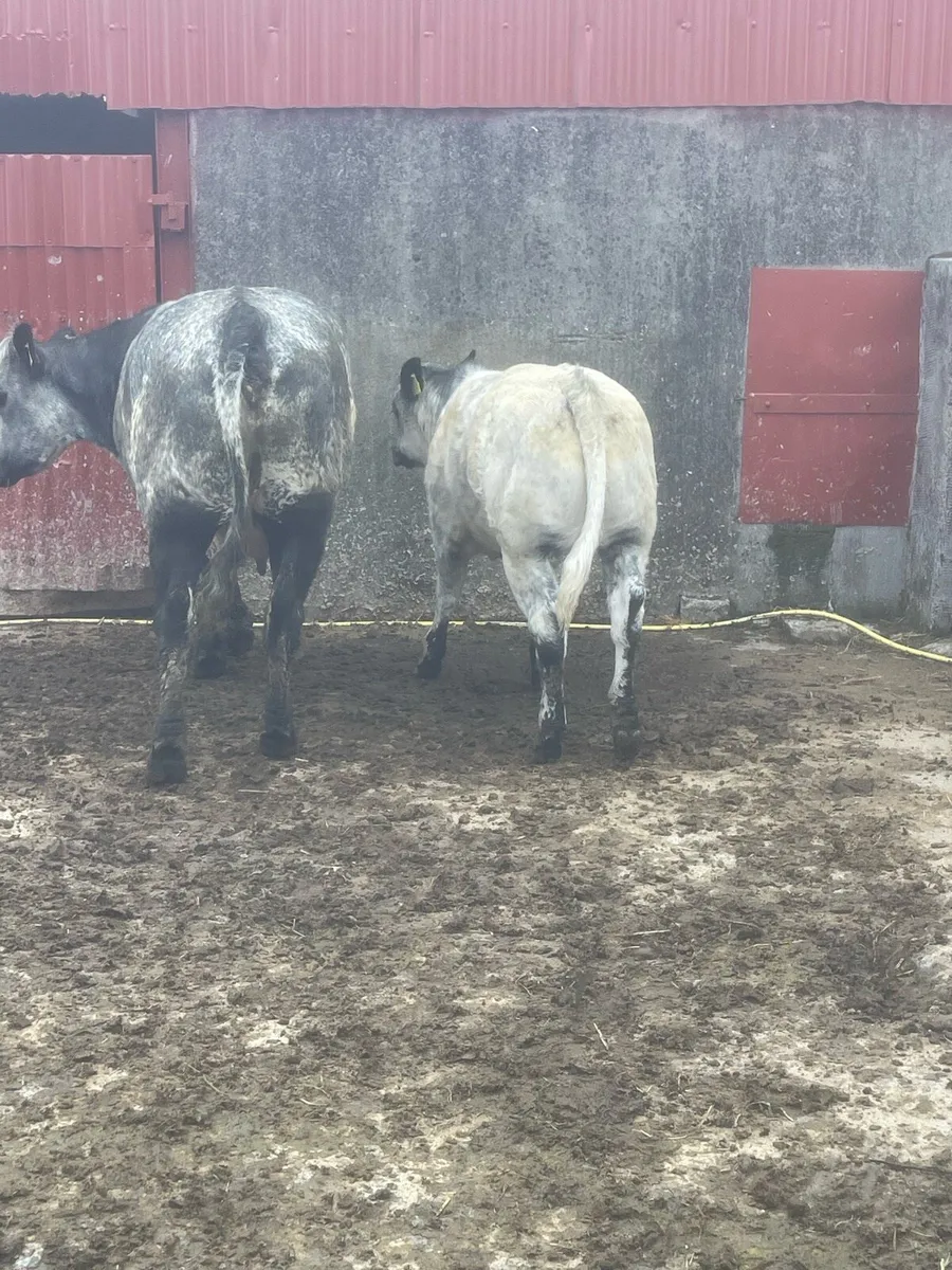 Cow - Image 2