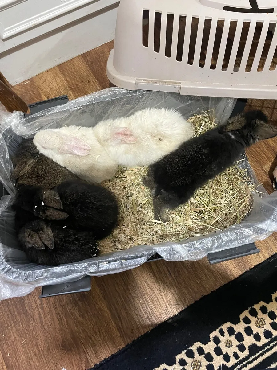Rabbit babies - Image 2