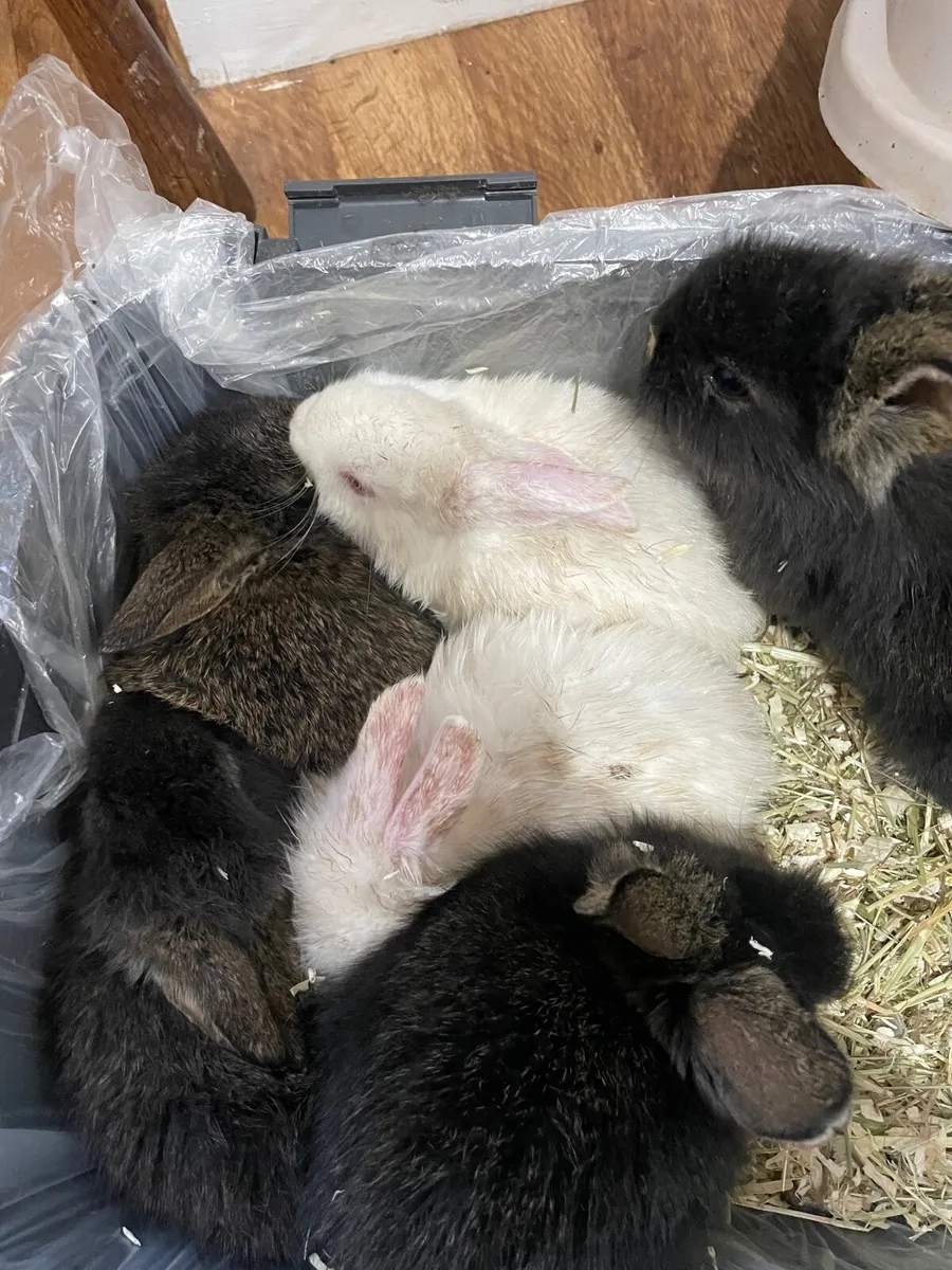 Rabbit babies - Image 3