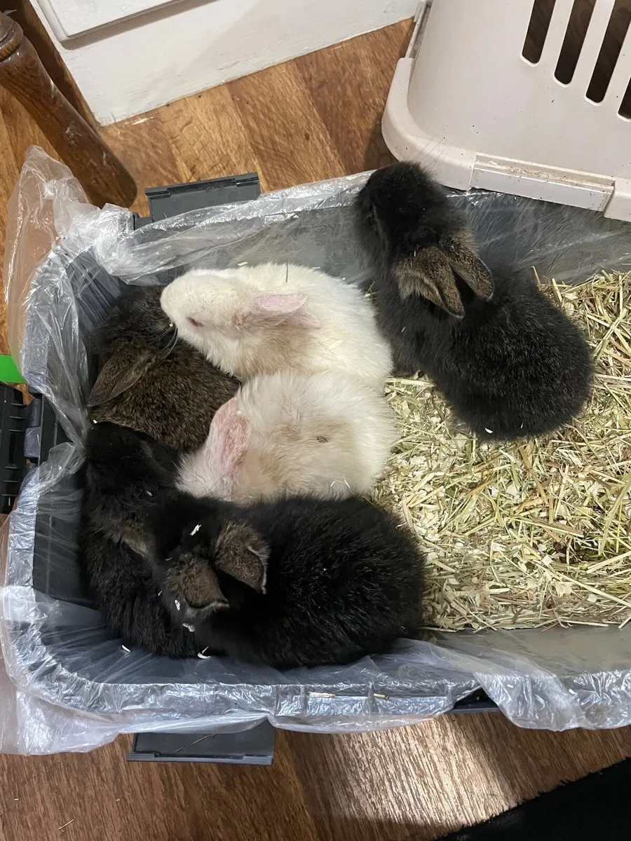 Rabbit babies - Image 1