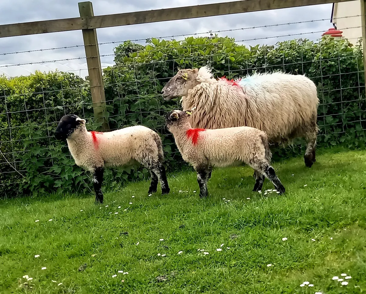 EWE WITH  2   LAMBS AT  FOOT